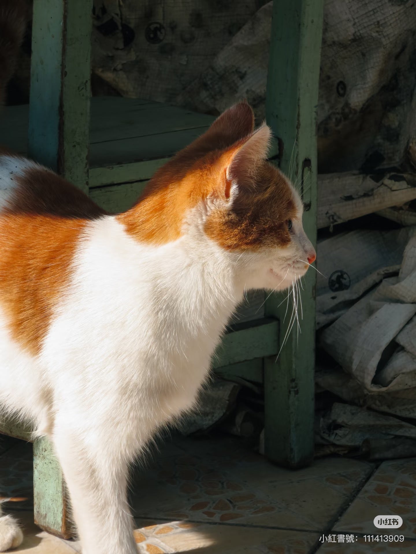 Canon ixus240hs（預售）