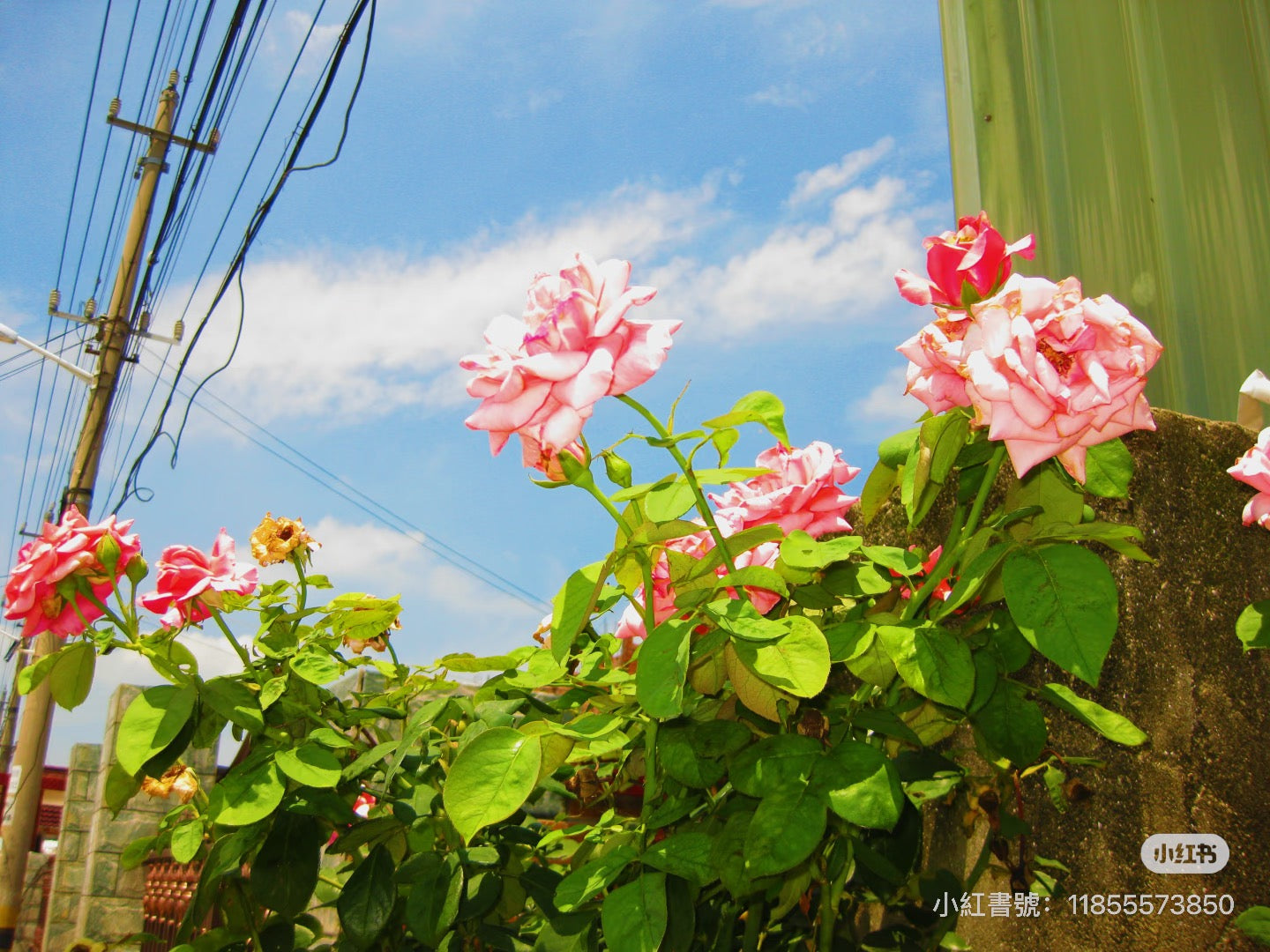 Canon ixus85