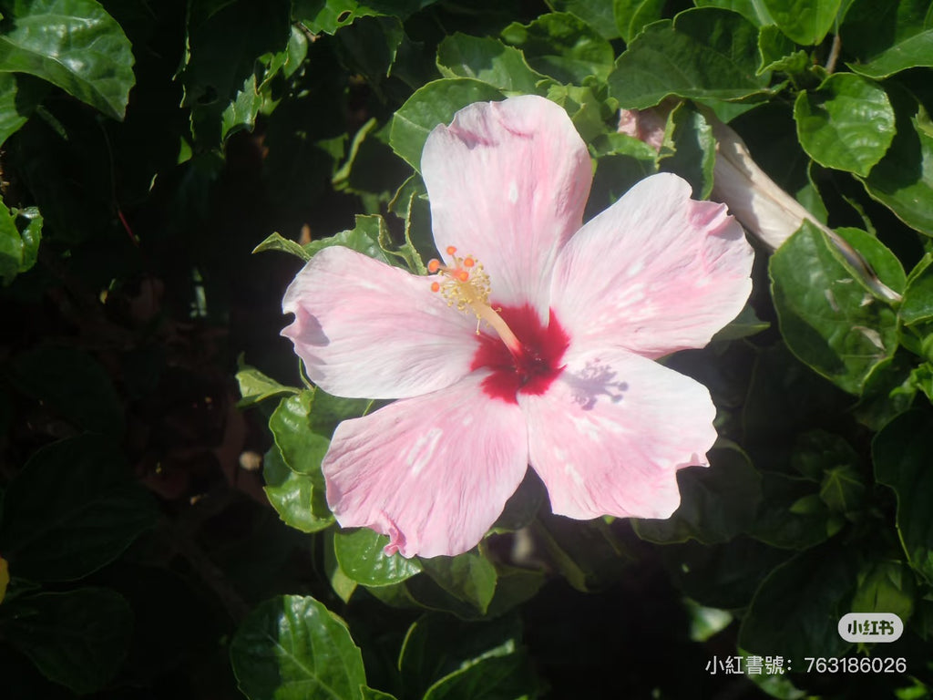 Nikon s8000小長焦