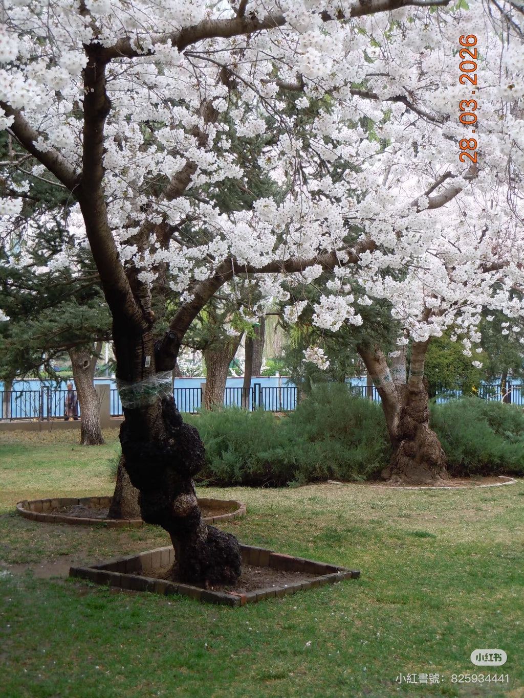 Nikon s8000小長焦