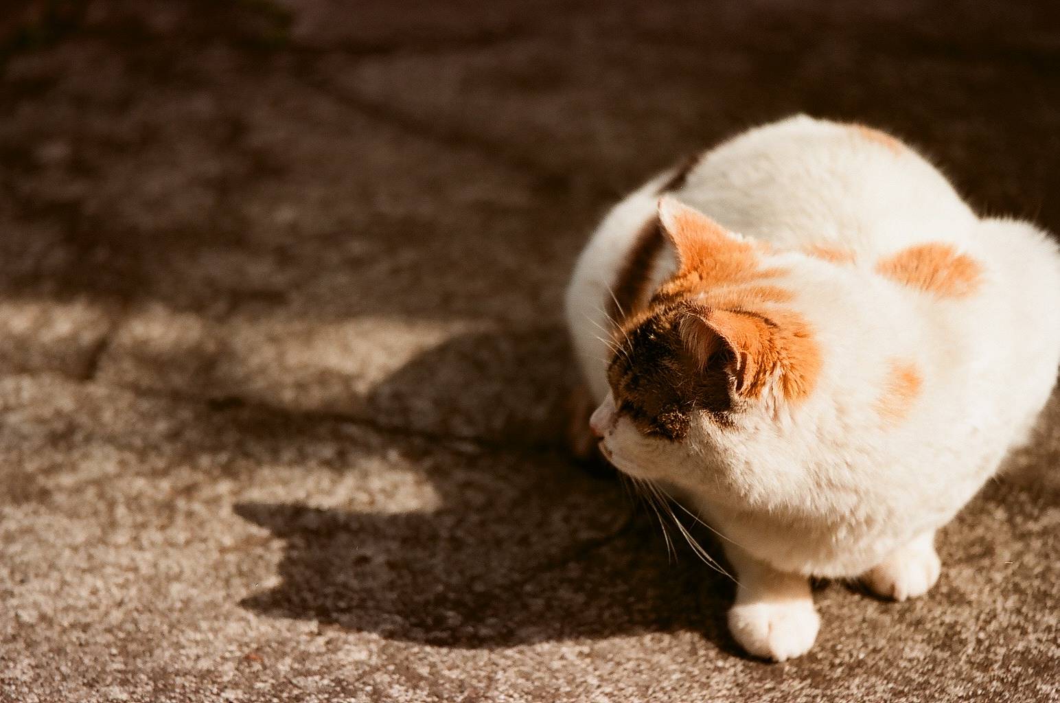 Santacolor100 臨期