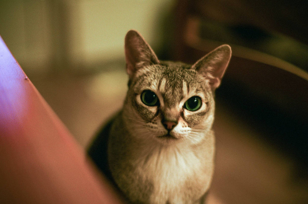 Kodak Professional Ektachrome E100 - 36exp, 135/35mm Color Reversal Film（E6正片）