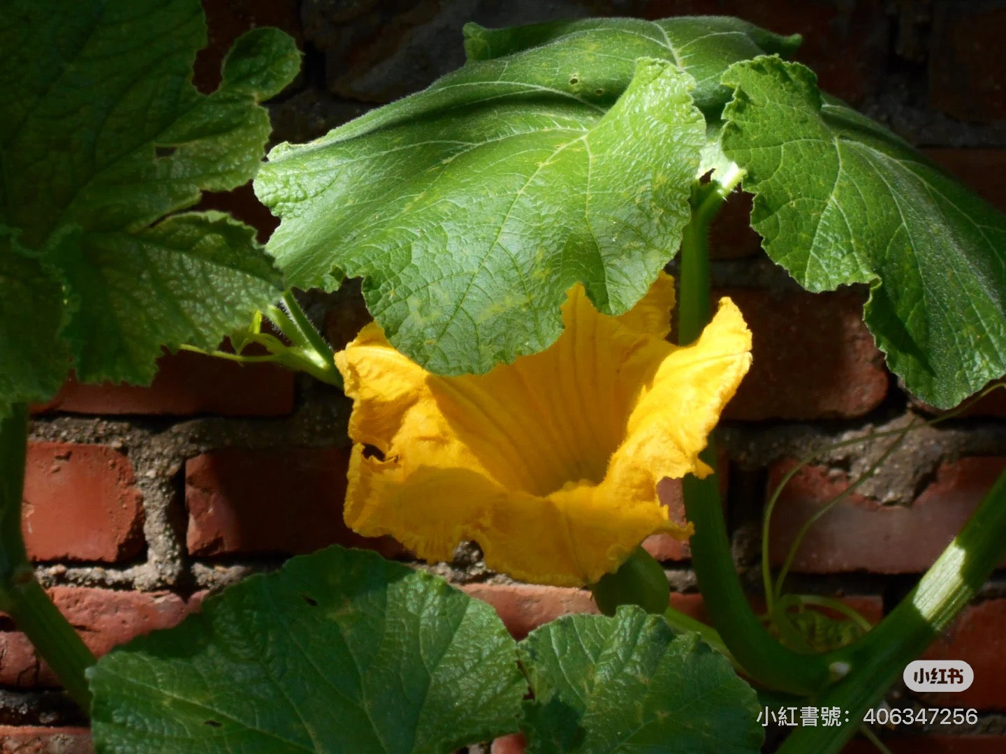 Nikon s2800 預售8.6到