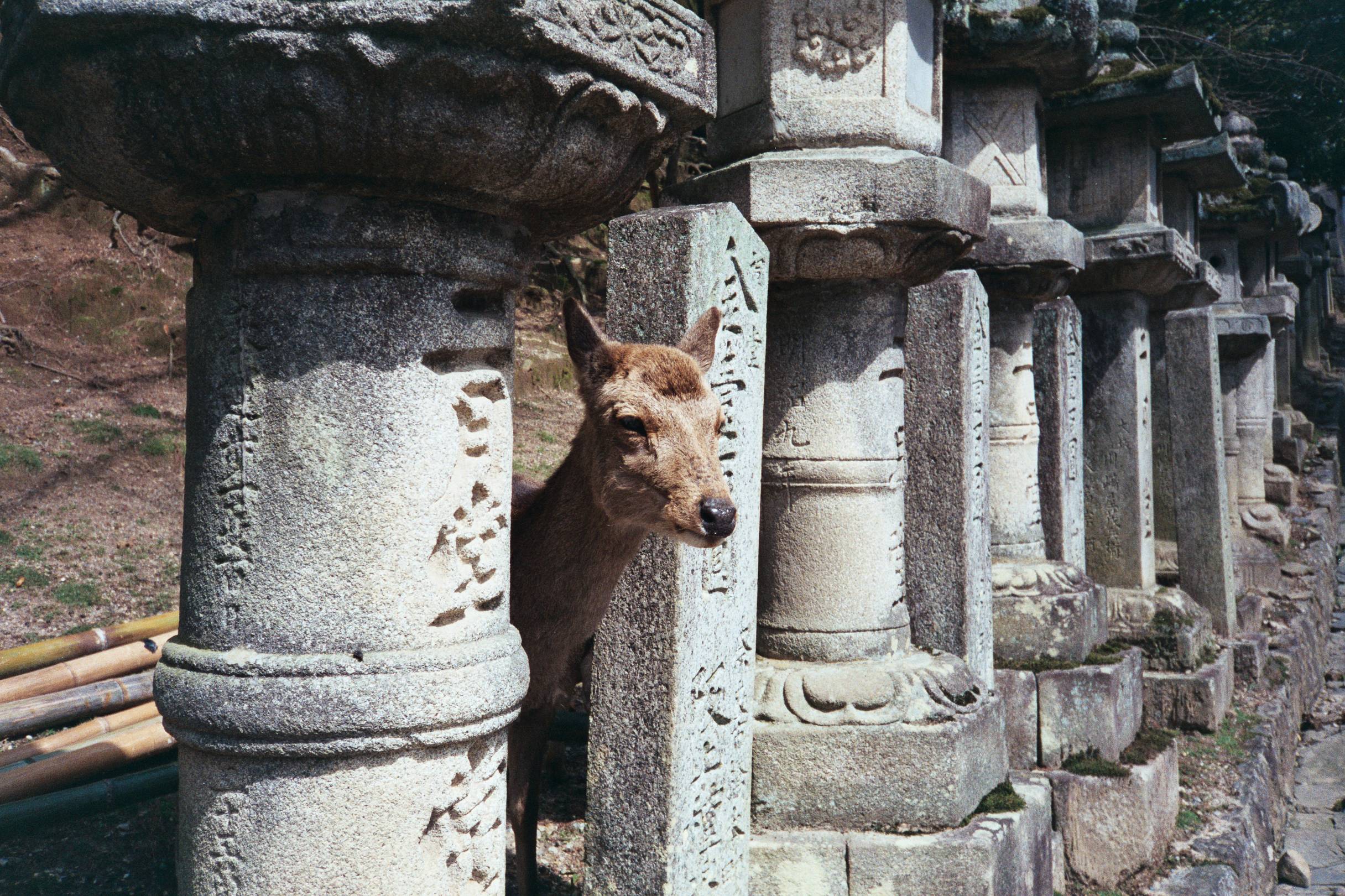 Olympus mjui zoom115/stylus115