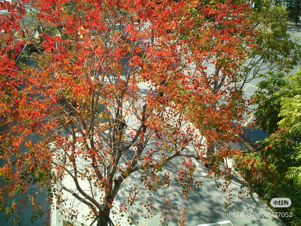 Fujifilm f402（預售）