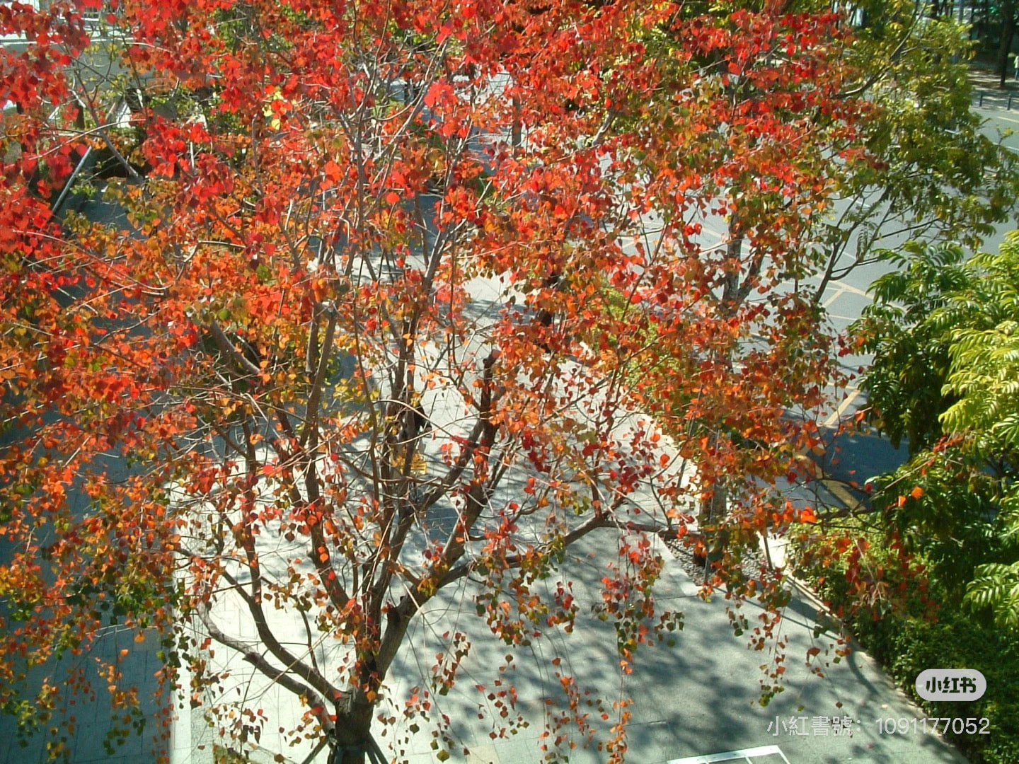 Fujifilm f402（預售）
