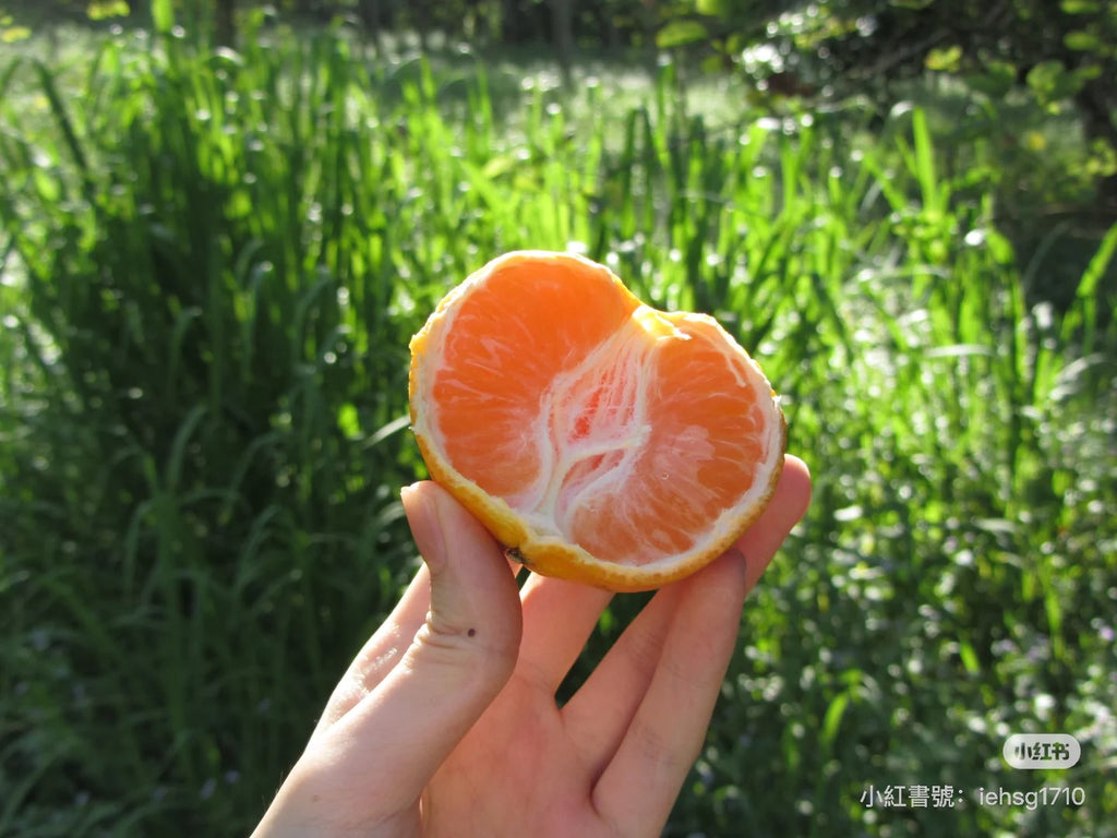 Canon sx120is 預售8.6到 G12替代