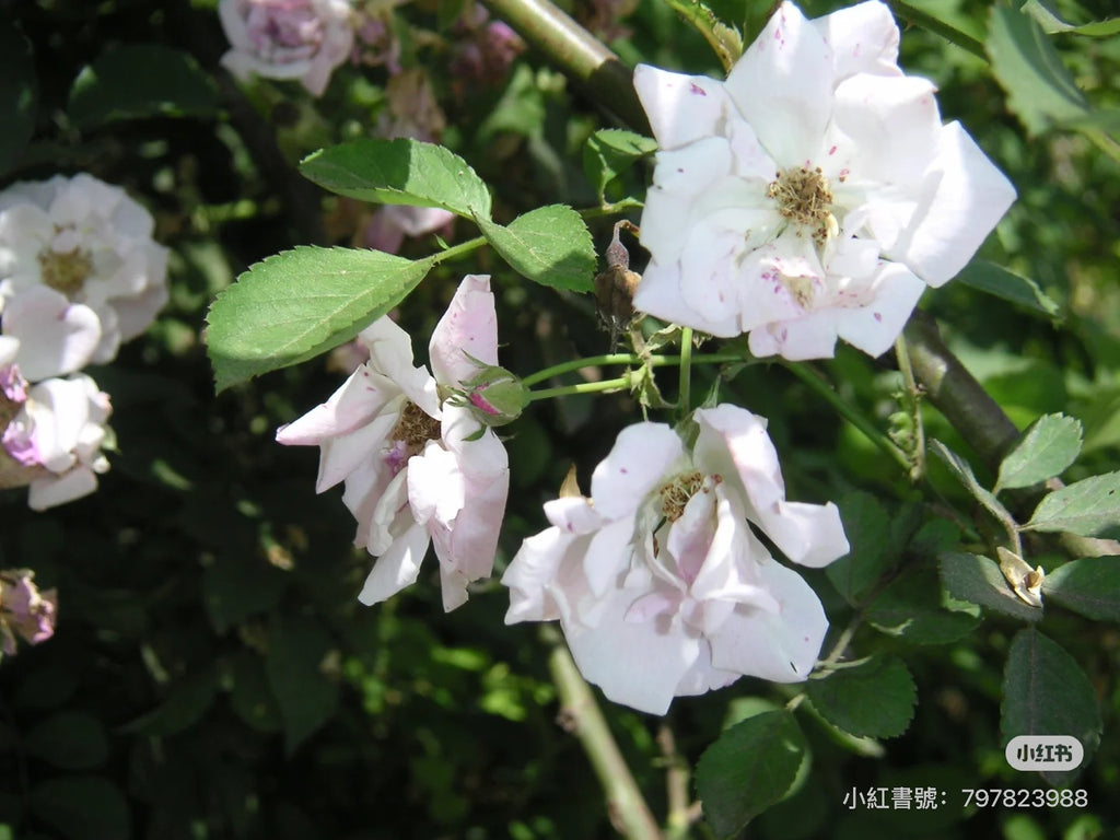 Minolta xt 預售8.6到