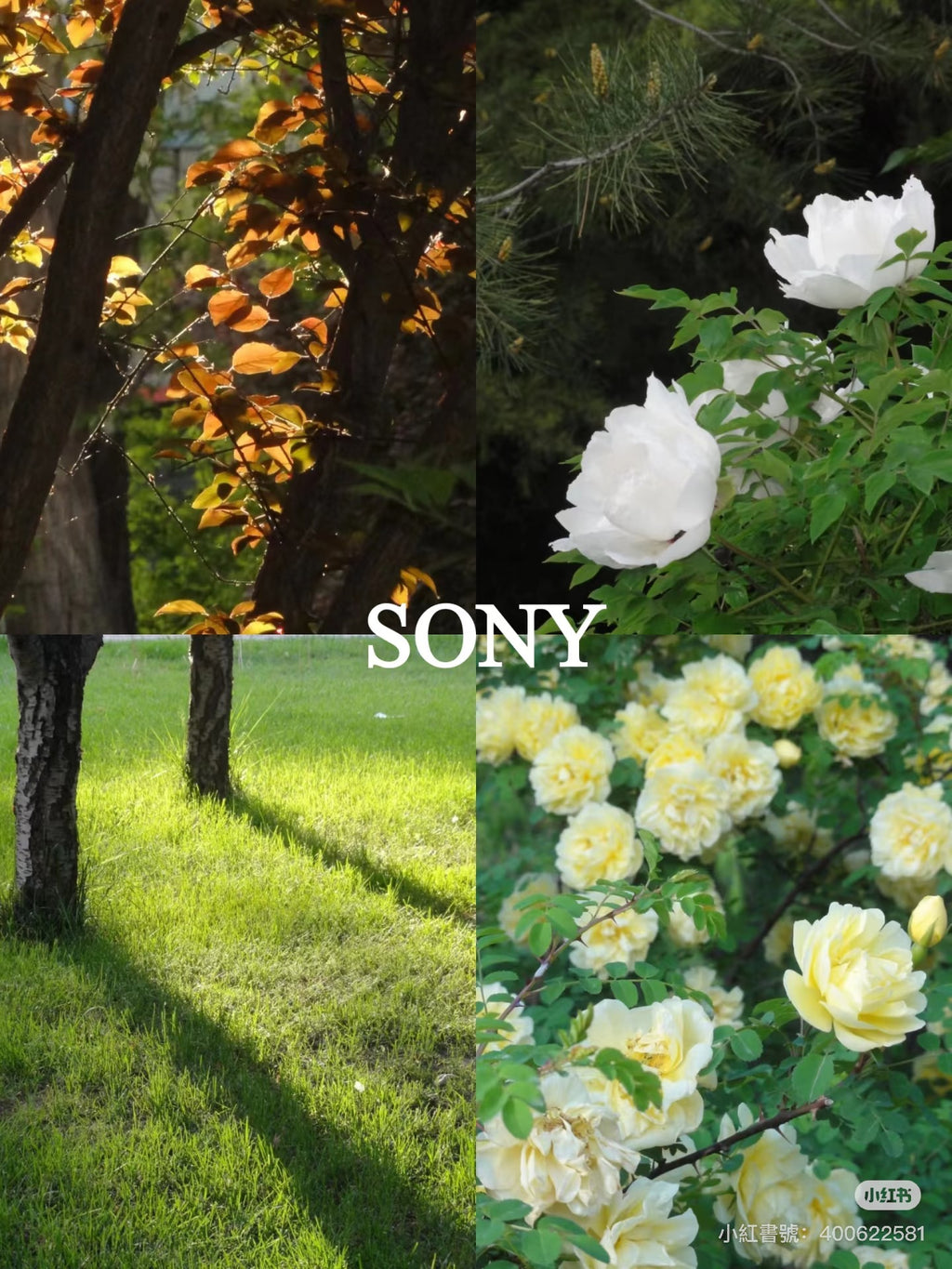 Sony hx5 小長焦